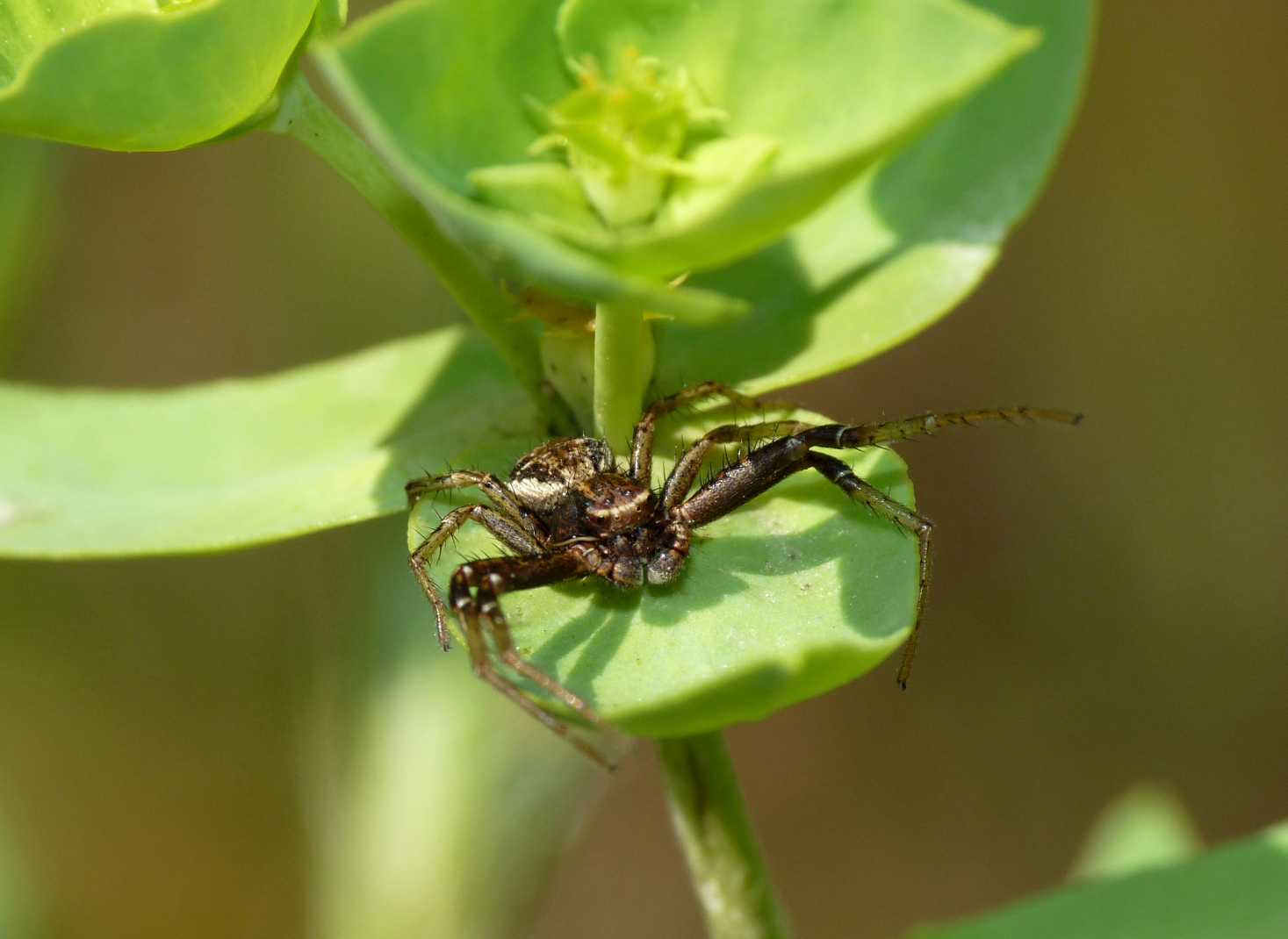 Xysticus sp.